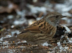 Dunnock