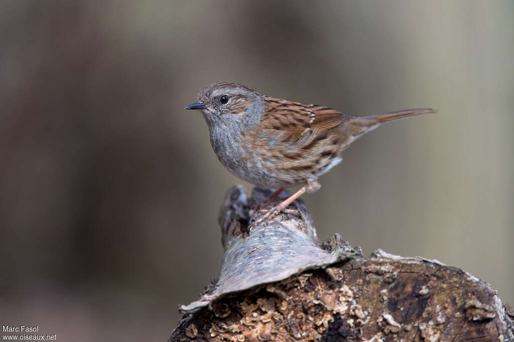 Dunnockadult, identification