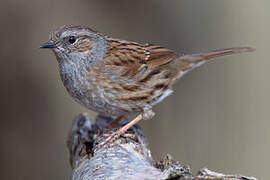 Dunnock