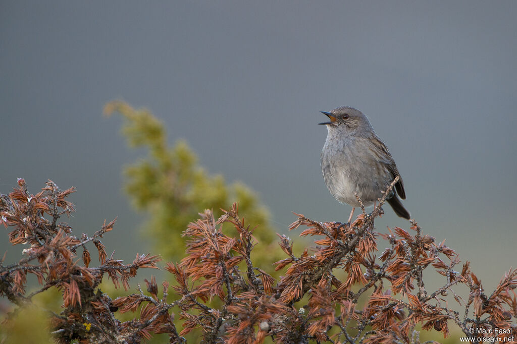 Dunnock male adult, identification, song