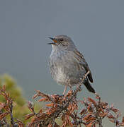 Dunnock