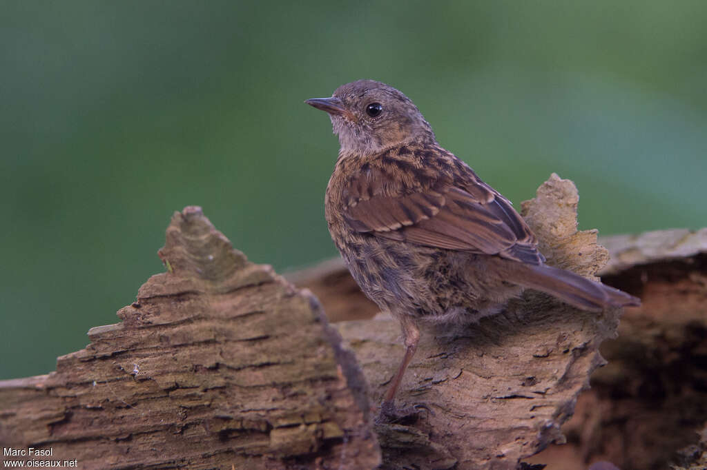 Dunnockjuvenile, identification