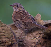 Dunnock