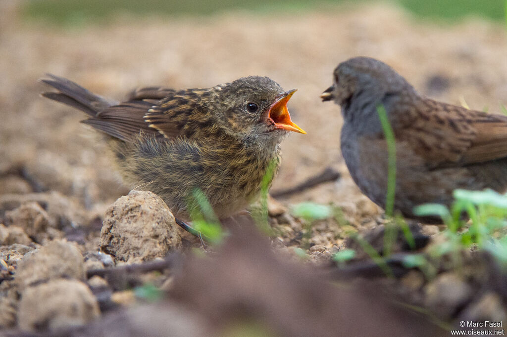 Dunnockjuvenile, Reproduction-nesting