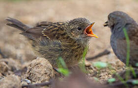 Dunnock