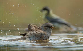 Dunnock