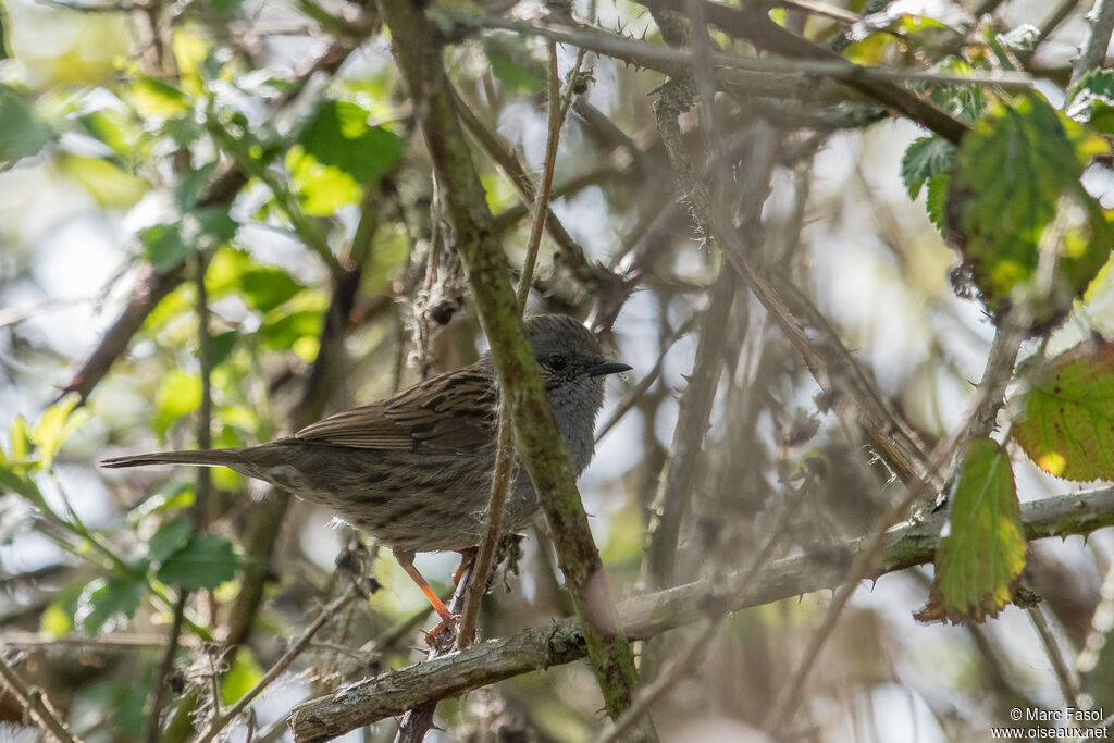 Accenteur mouchetadulte, identification, camouflage