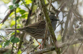 Dunnock