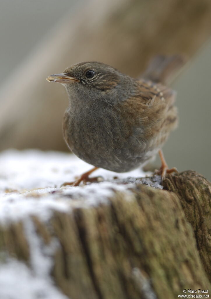 Dunnockadult post breeding, identification