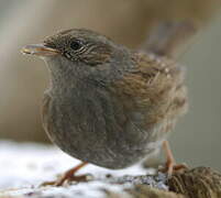 Dunnock