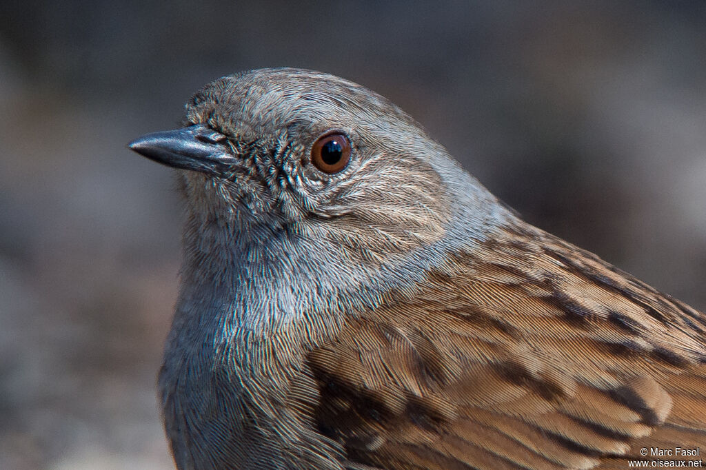 Dunnockadult, close-up portrait