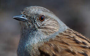 Dunnock