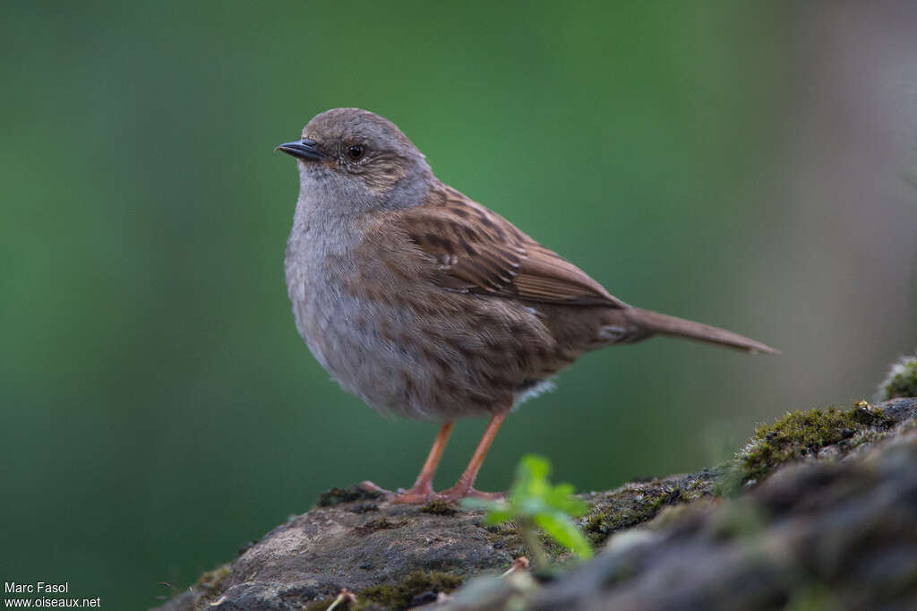 Dunnockadult, identification