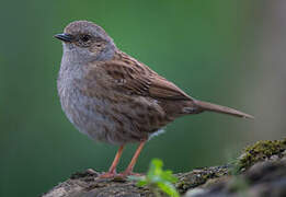 Dunnock