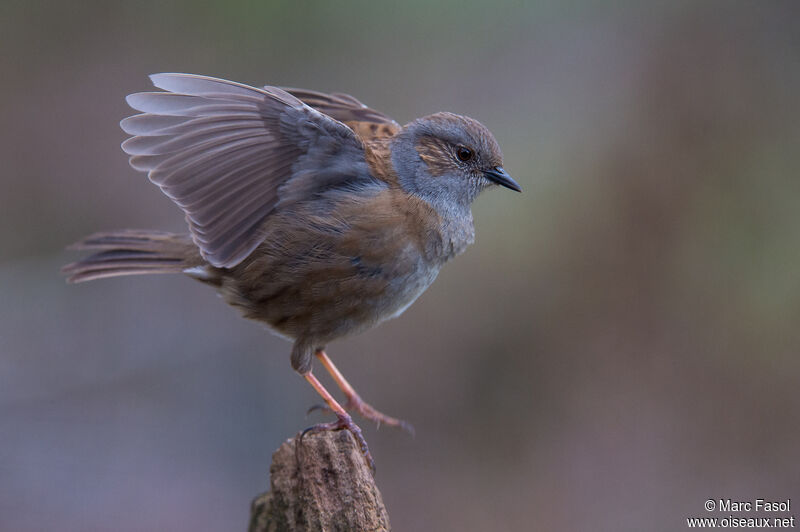 Dunnock male adult, identification, courting display