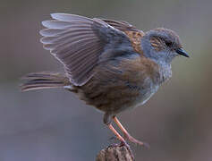 Dunnock