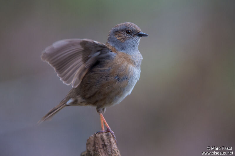 Dunnock male adult breeding, identification, courting display