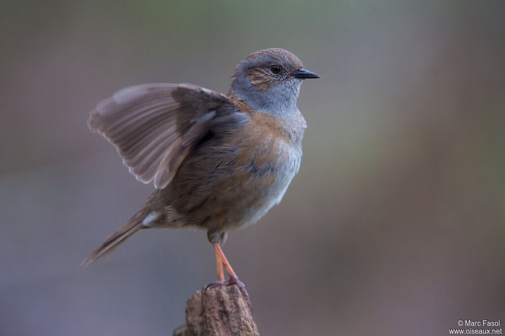 Dunnock male adult breeding, identification, courting display