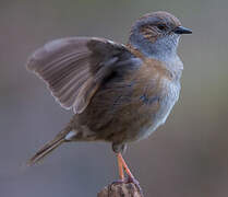 Dunnock