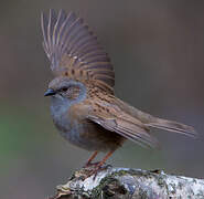 Dunnock