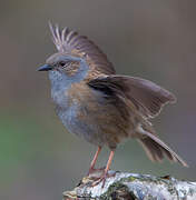 Dunnock