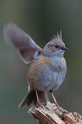 Dunnock