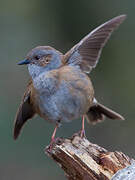 Dunnock