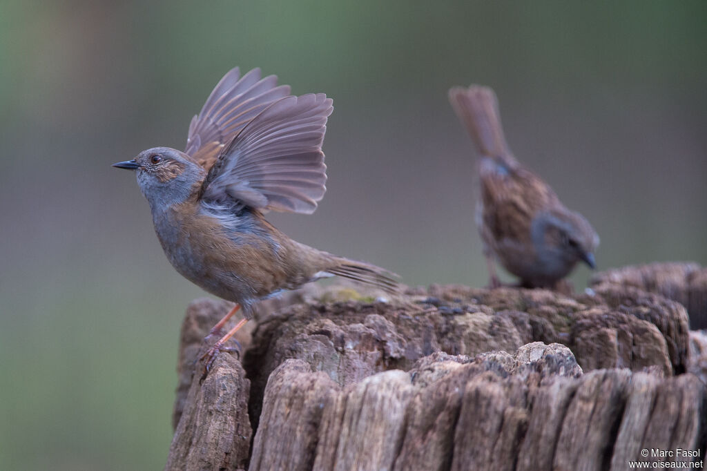 Dunnockadult breeding, courting display