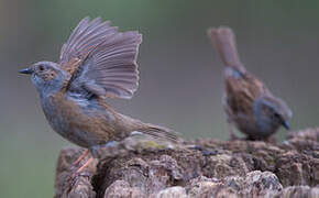 Dunnock