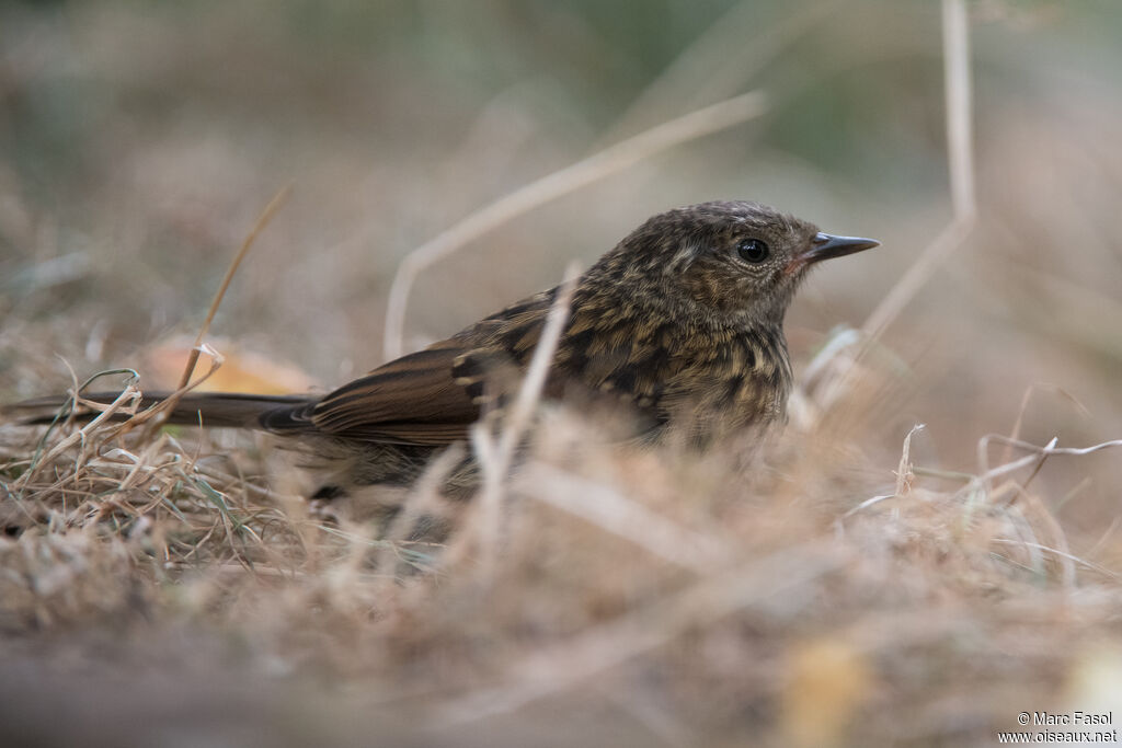 Dunnockjuvenile, identification, camouflage