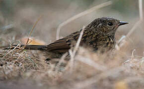 Dunnock