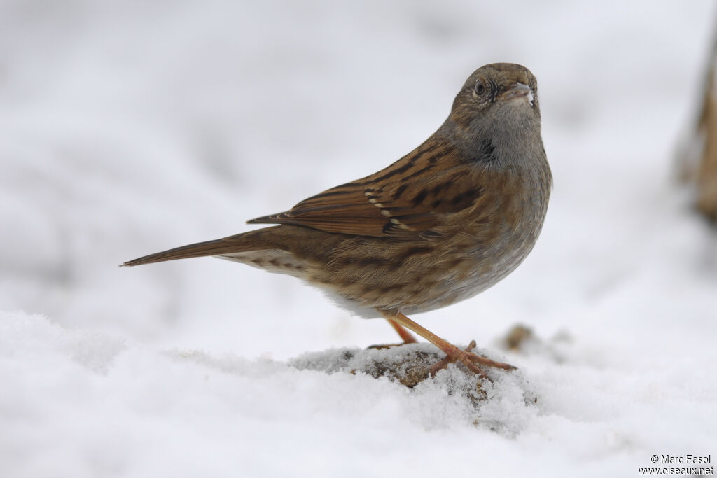 Dunnockadult post breeding, identification