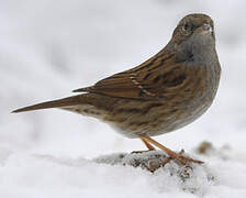 Dunnock