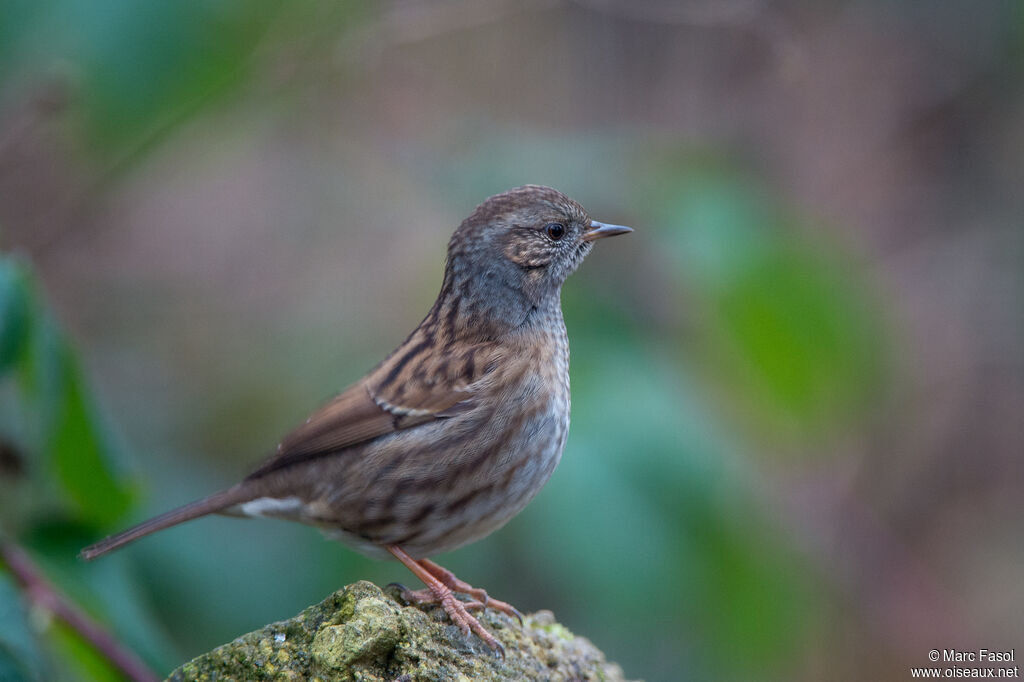 Dunnockadult, identification