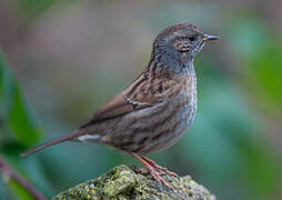 Dunnock