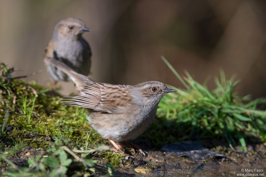 Dunnockadult breeding, drinks