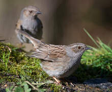 Dunnock