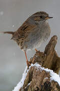 Dunnock