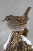 Dunnock