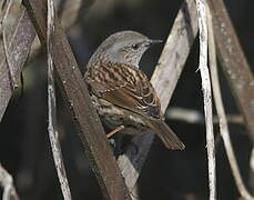 Dunnock