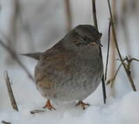 Dunnock