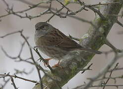 Dunnock