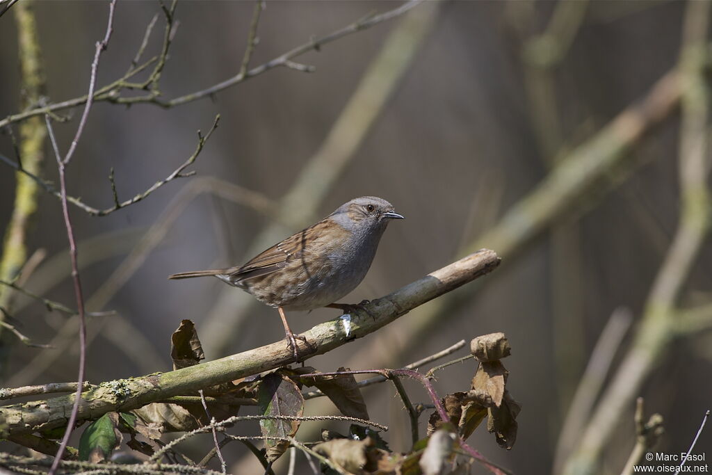 Accenteur mouchet mâle, identification