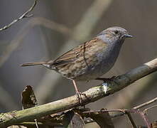 Dunnock