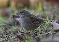 Dunnock