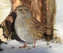 Dunnock