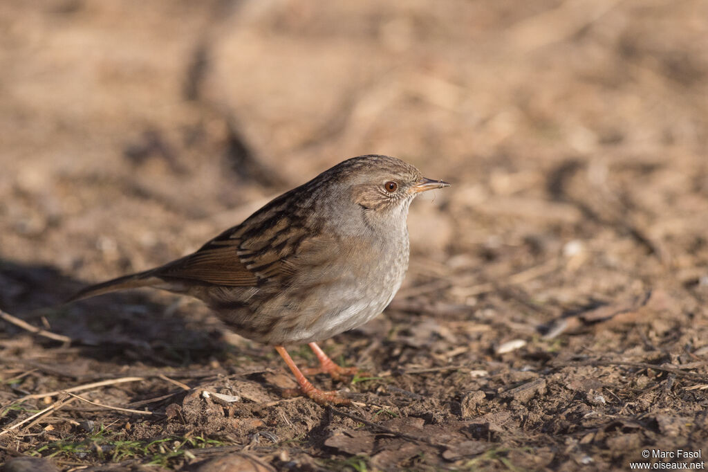 Dunnockadult, identification