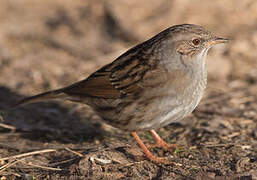 Dunnock