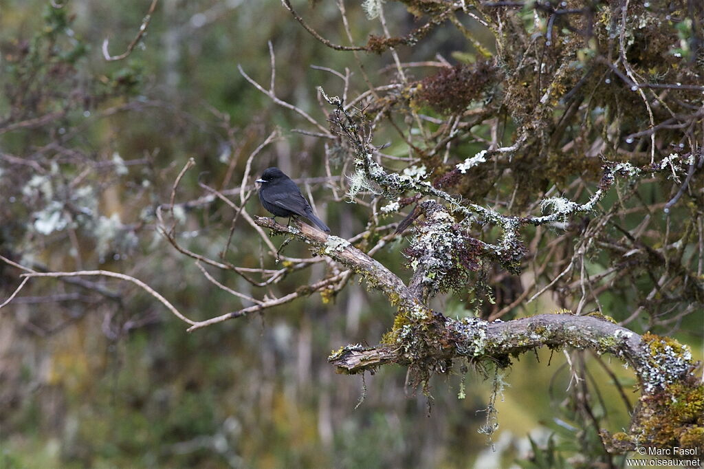 White-winged Black Tyrant male adult, identification