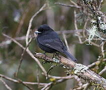 White-winged Black Tyrant